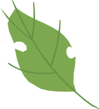 Leaf